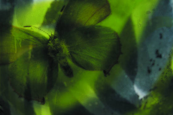 Painted_green