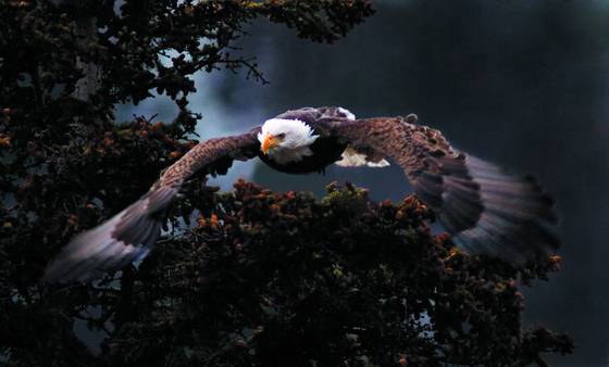 Approaching_eagle