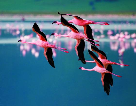 Flamingos_in_flight