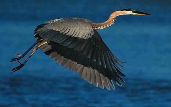 Great_blue_heron