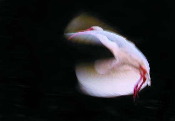 Ibis_in_flight