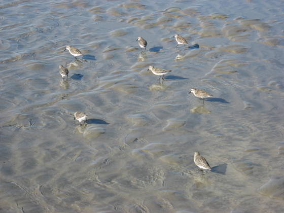 Sand_birds