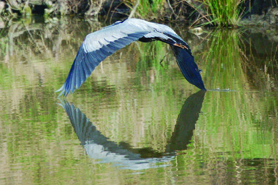 Great_blue_heron_flying
