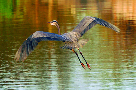 Great_blue_heron_in_flight_2