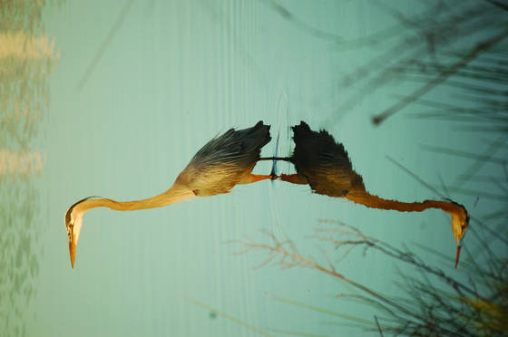 Great_blue_heron_standing_in_shadow