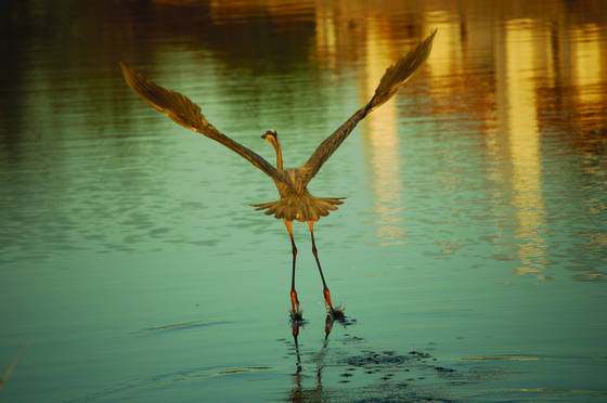 Great_blue_heron_taking_off