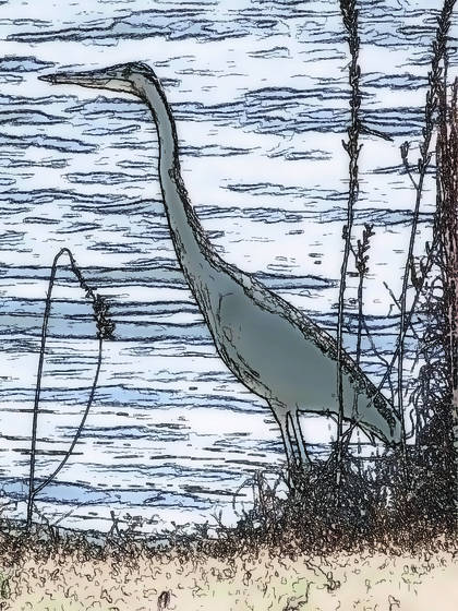 Great_blue_heron