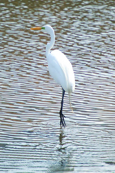 Great_white_egret_walking