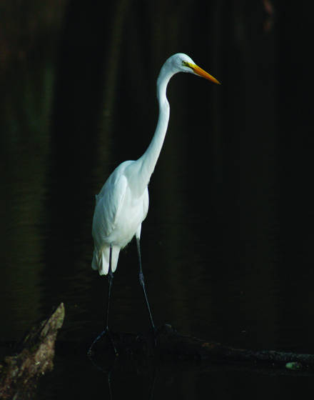 Great_white_egret_watching