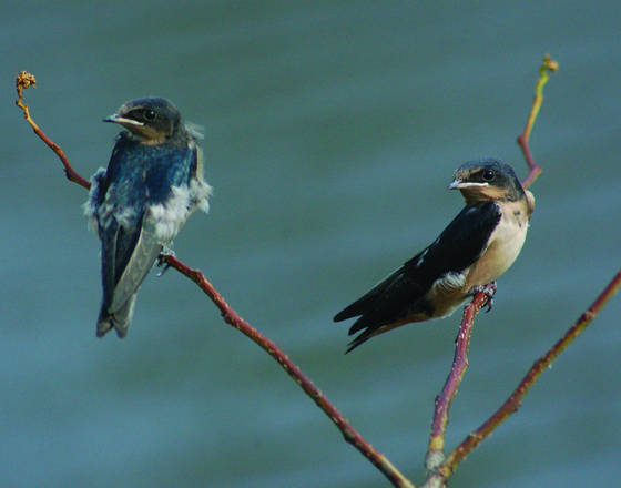 Molting_barn_swallow