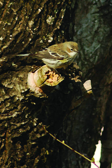 Yellow_breasted_warbler