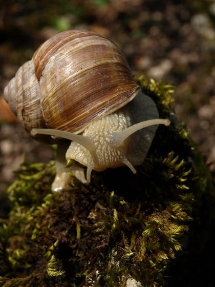 Mr__snail