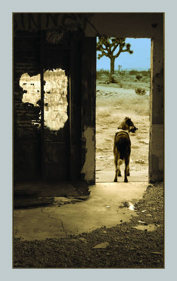 Dreams_of_a_dog