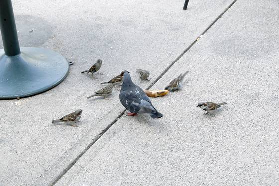 The_pigeon_and_the_sparrows_4