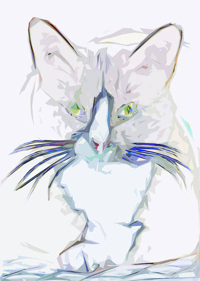 A_cat_named_jeep