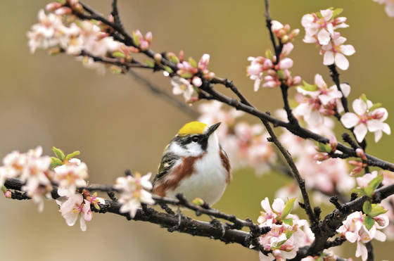 Chestnut_sided_warbler