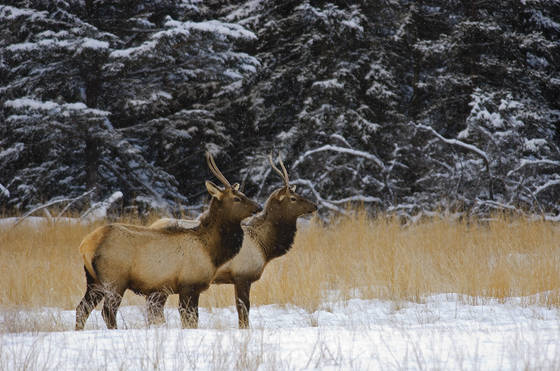 Elk
