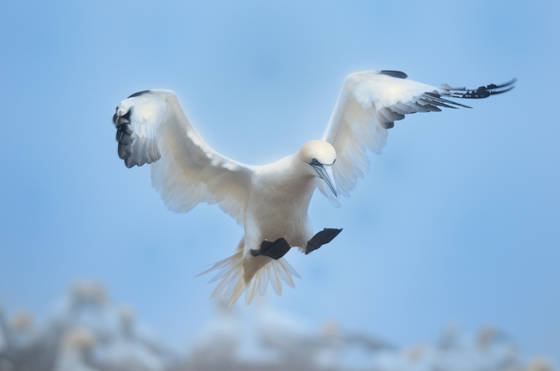 Gannet