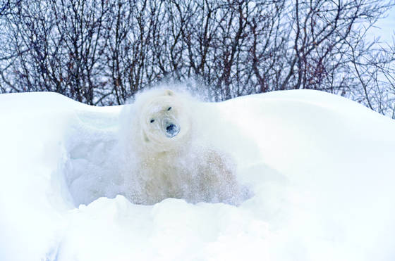 Polar_bear_1