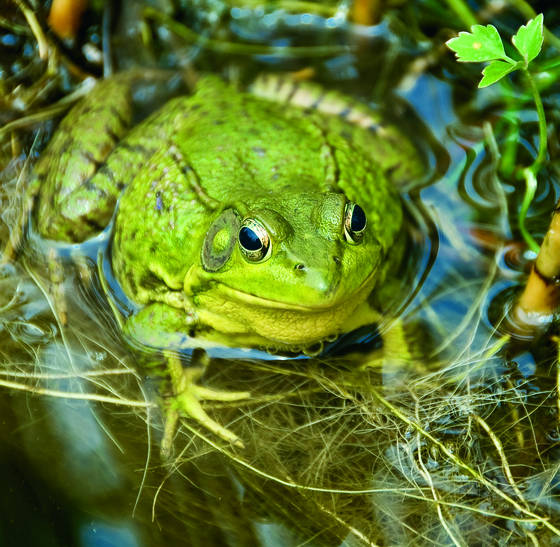 Greem_frpg_3