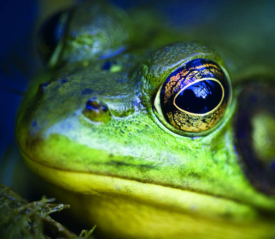 Green_frog_2