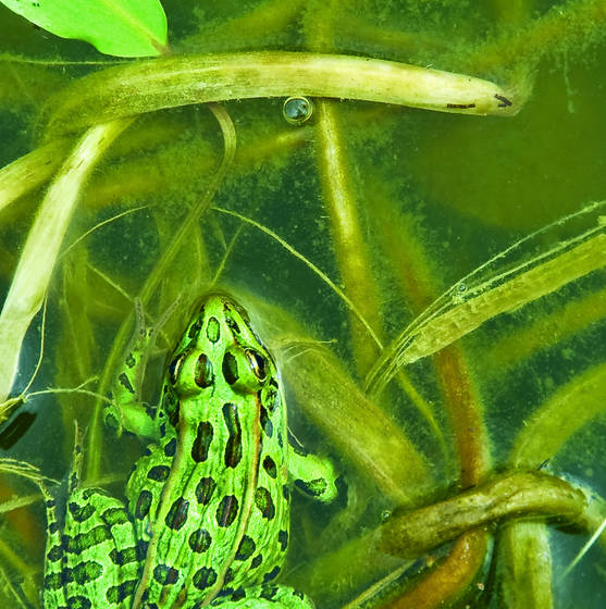 Leopard_frog