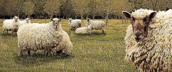 Sheep_landscape