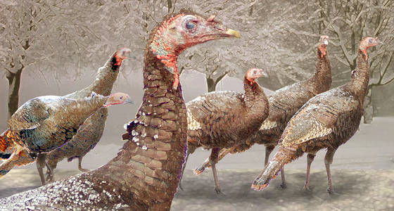 Turkeys