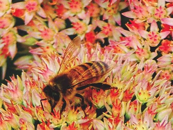 Bee