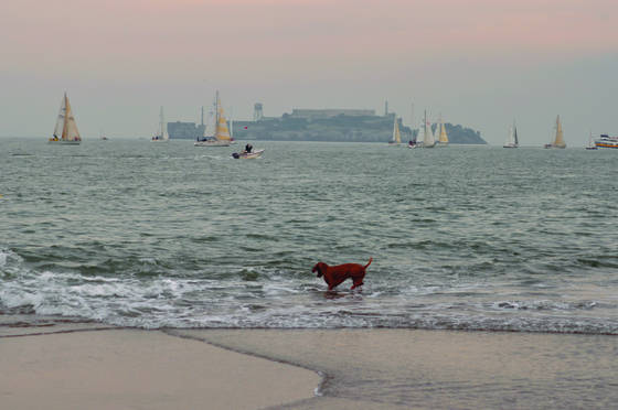 Dog_in_water