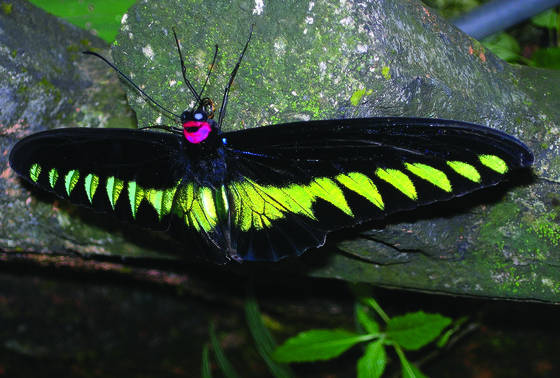 Butterfly