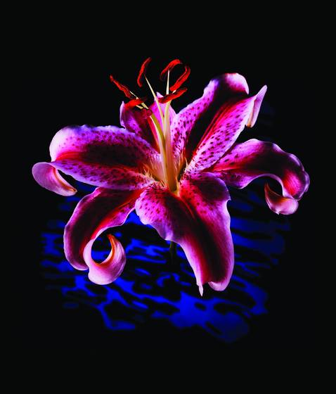 Lilly
