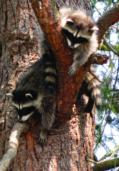 Raccoon_babies