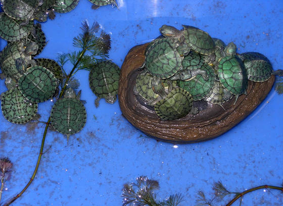 Turtle_pile