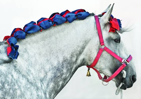Beribboned_horse