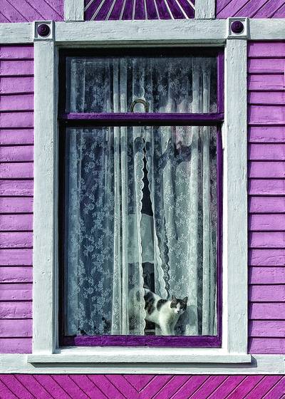 Hello_little_kitty