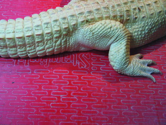 Alligator_mississippiensis