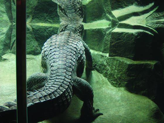 Crocodylus_cataphractus
