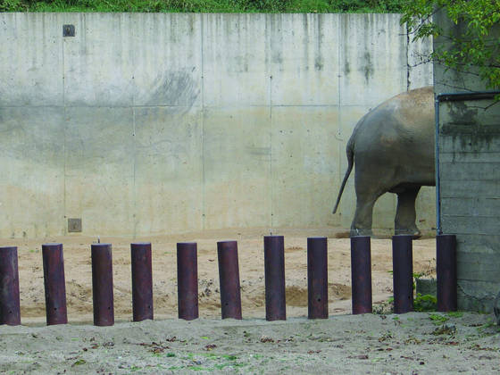 Elephas_maximus