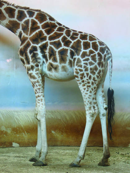 Giraffa_camelpoardalis_rothschildi