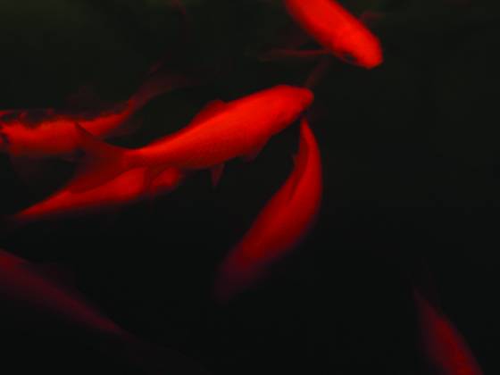 Gold_fish