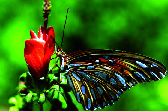 Butterfly__4