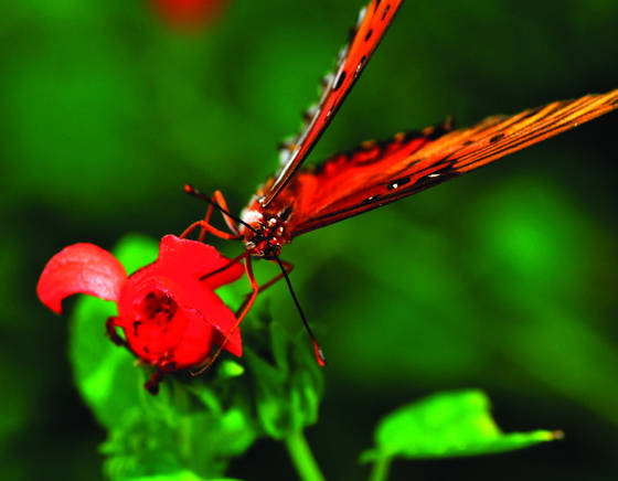 Butterfly__5