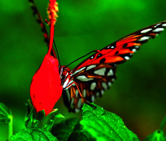 Butterfly__6