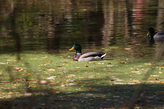 Duck