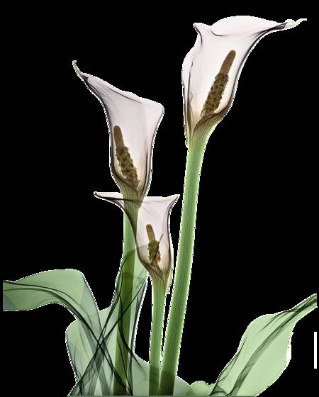 Calla_lillies_x-ray