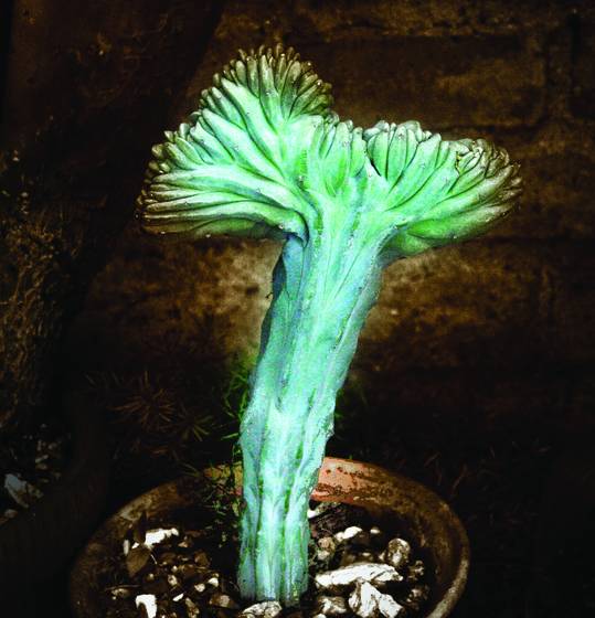 Botanical_gardens__163_