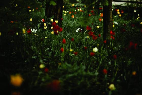 Wellesley_park_1