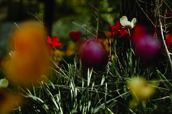 Wellesley_park_6