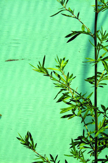Green_on_aqua__1